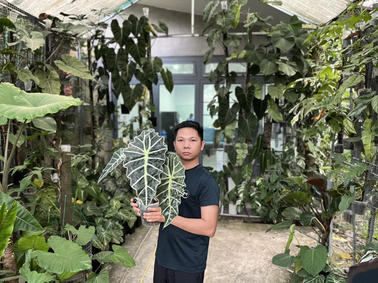 Alocasia Amazonica (Poly)