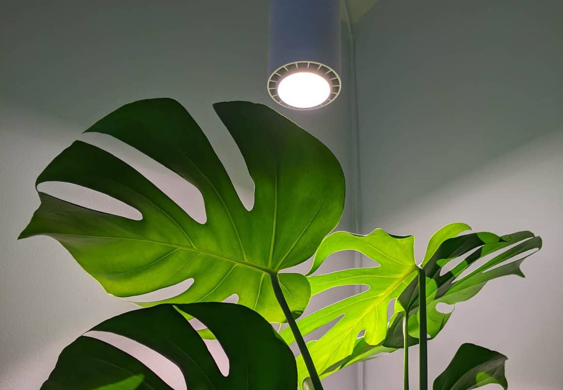 Đèn Quang hợp cho kiểng lá - giải pháp cho việc trồng cây trong nhà