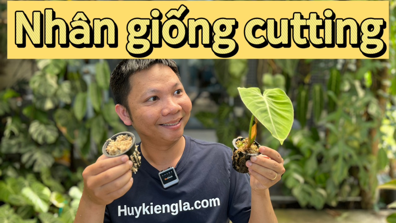 Hướng dẫn nhân giống kiểng lá bằng phương pháp cutting + giá thể dớn