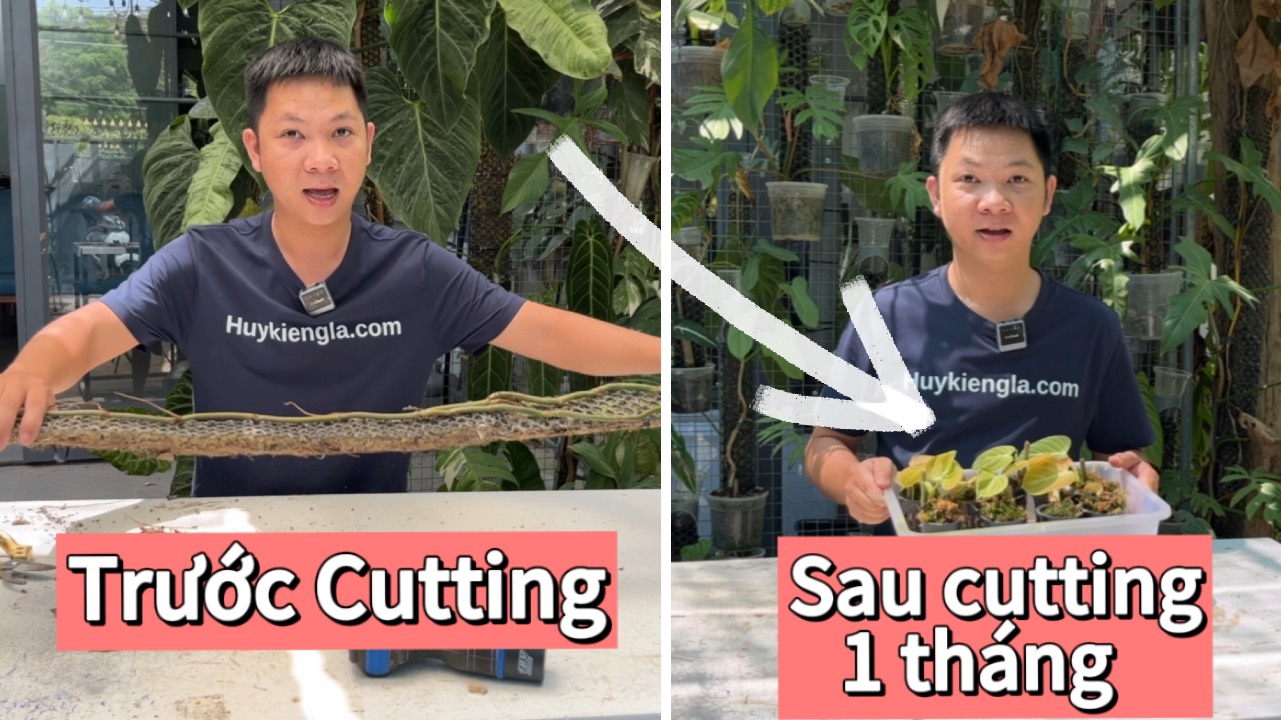 Hướng dẫn cách ươm Kiểng Lá Philodendron Melanochrysum bằng cách cutting và kết quả bất ngờ sau hơn 1 tháng