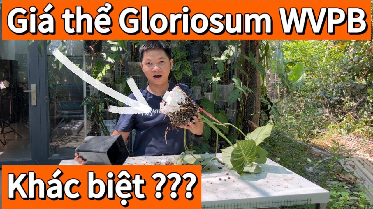 Giá thể trồng kiểng lá Philodendron Gloriosum của Huy gồm những gì?