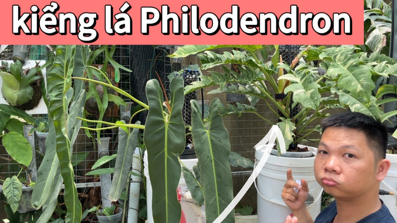 Chăm sóc kiểng lá Philodendron như thế nào?