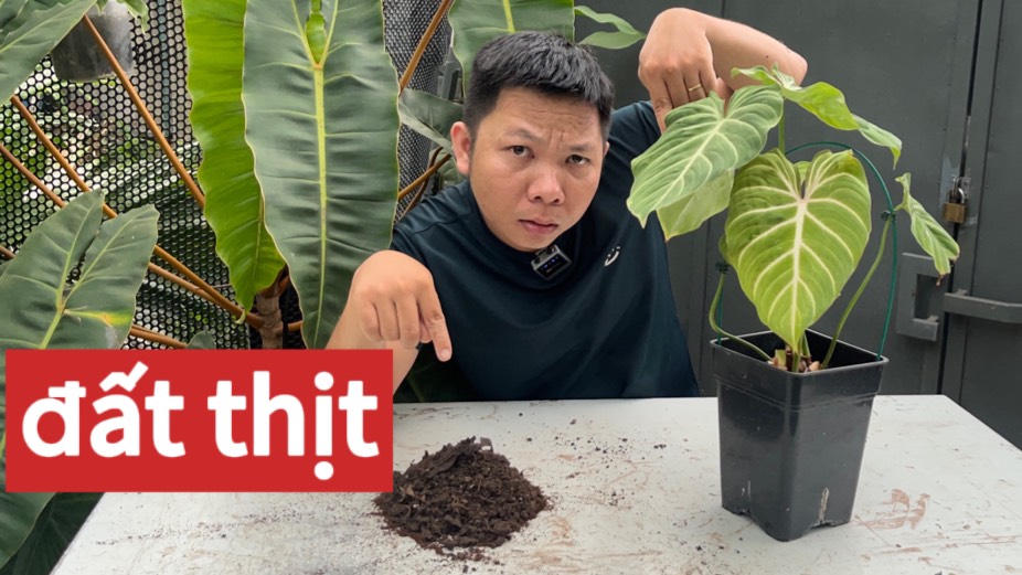 Nên trồng kiểng lá bằng đất thịt trong chậu không?