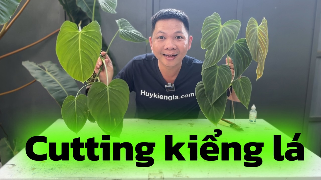 Kinh nghiệm nhân giống cutting kiểng lá