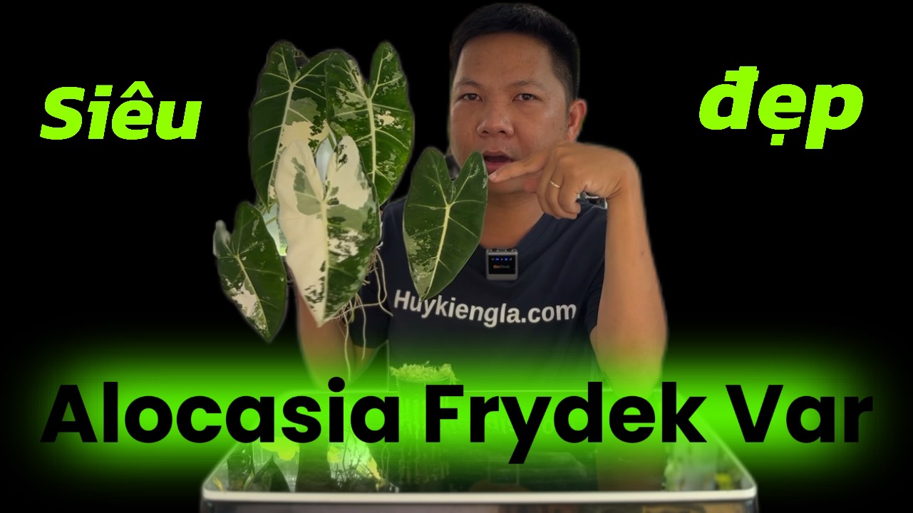 Kiểng lá Alocasia Frydek Var và kinh nghiệm chăm sóc