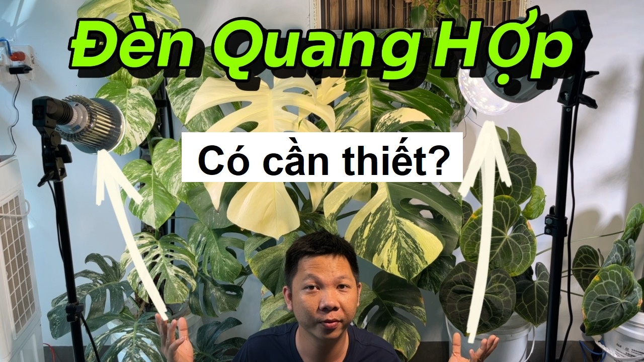 Khi nào cần sử dụng đèn quang hợp cho kiểng lá trồng trong nhà?