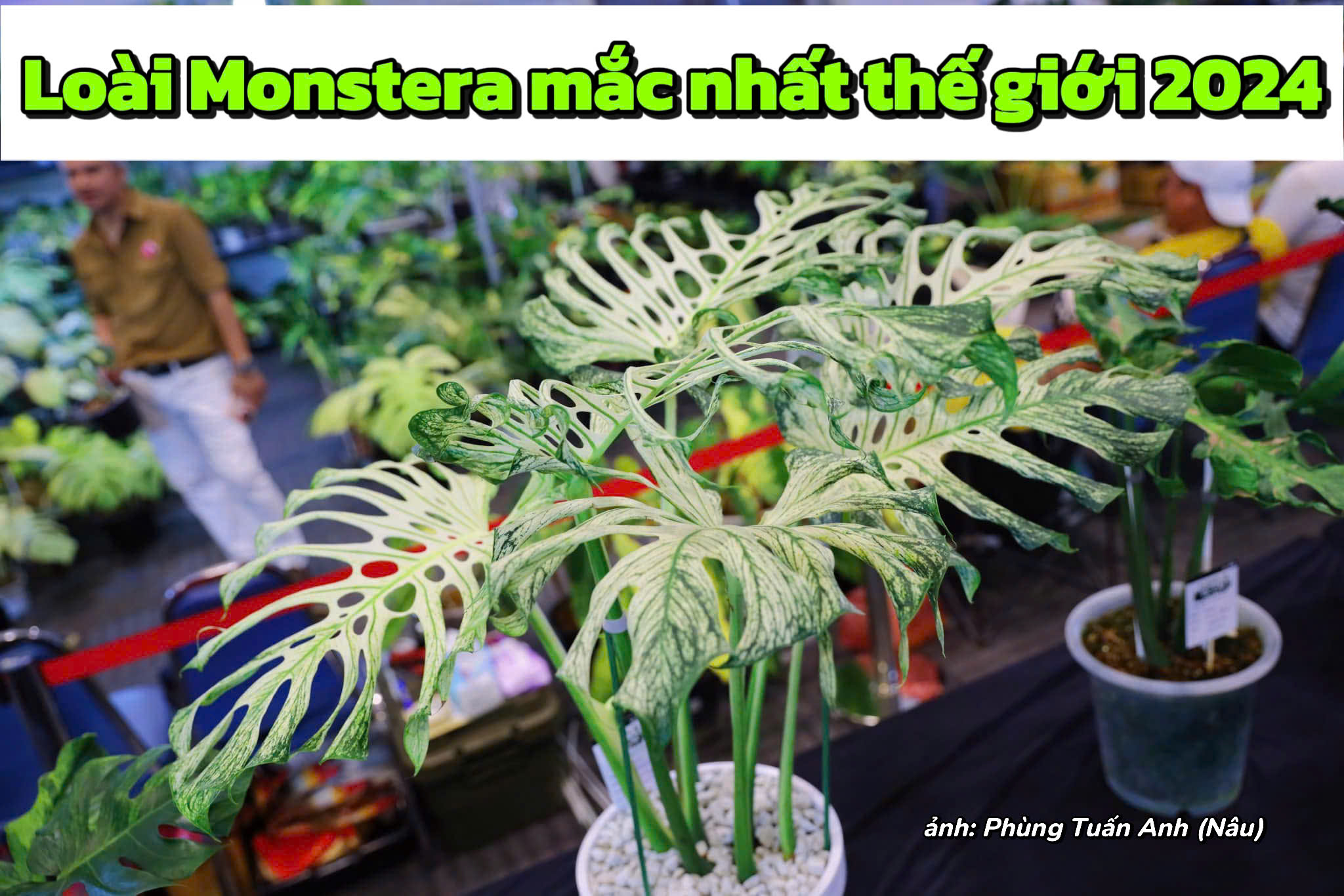 Loài kiểng lá Monstera mắc nhất thế giới năm 2024 - MONSTERA DELI DEVIL MONSTER