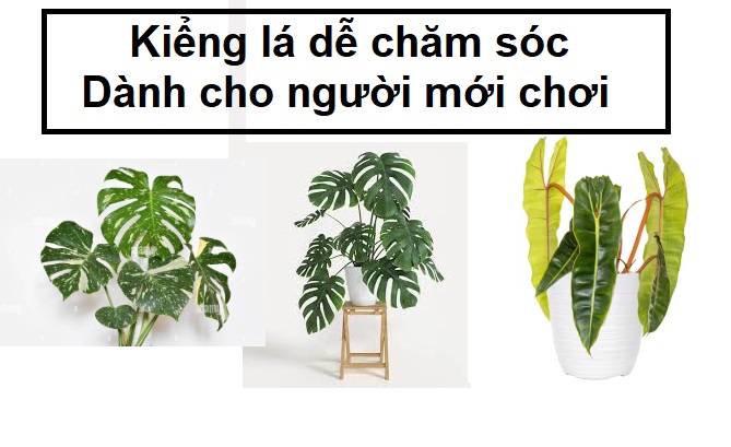 Những Loài Kiểng Lá Dễ Chăm Sóc Cho Người Mới Bắt Đầu