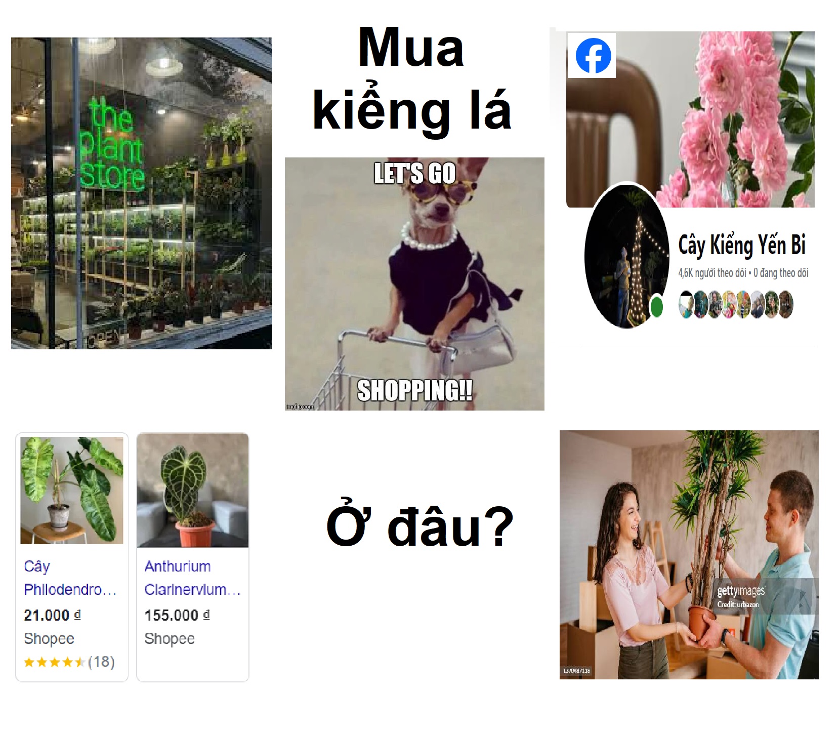 Nên Mua Kiểng Lá Ở Đâu?