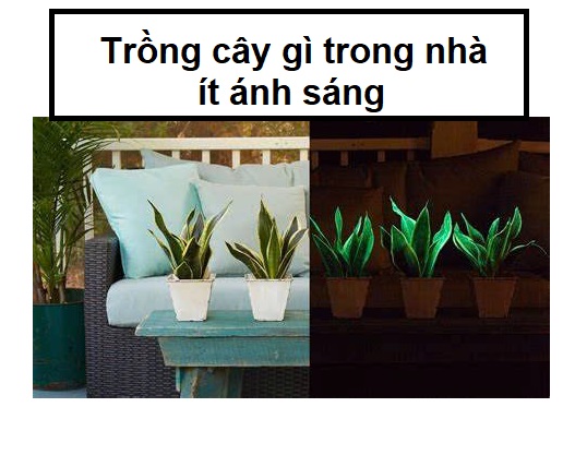 Làm sao để trồng kiểng lá trong phòng ít sáng?