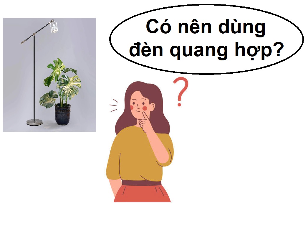  Có cần sử dụng đèn quang hợp cho cây trong nhà không?