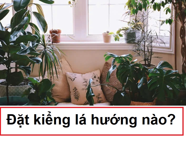 Nên đặt cây kiểng lá theo hướng nào trong nhà?