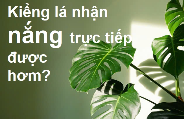 Kiểng lá nhận nắng trực tiếp được không?