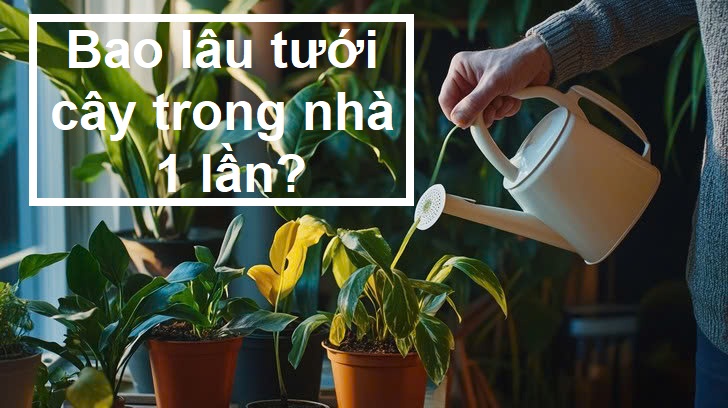 Bao lâu thì tưới nước cho cây trong nhà 1 lần?