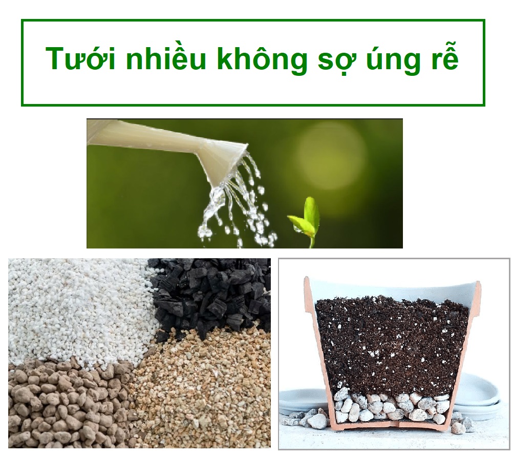 Làm sao để tưới cây trong nhà nhiều mà không bị úng rễ?