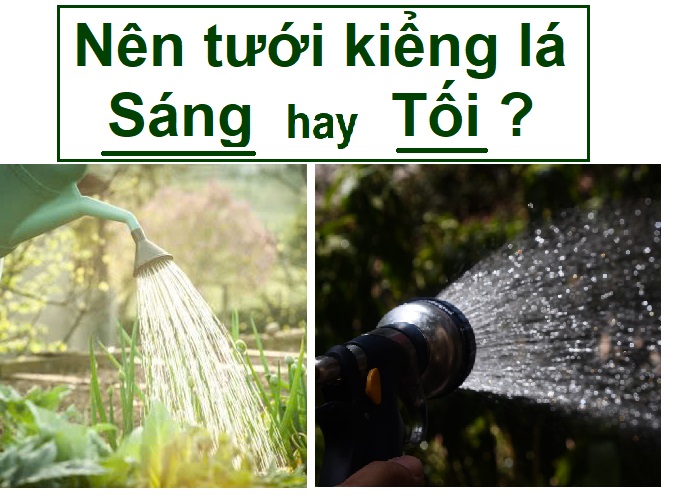 Tưới kiểng lá, cây trong nhà buổi sáng hay buổi tối tốt hơn?