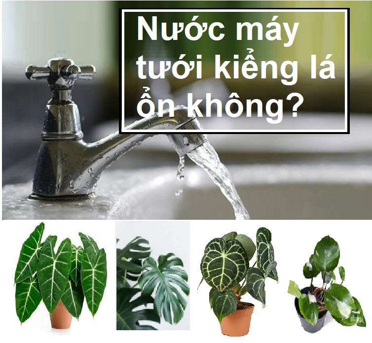 Tưới Kiểng Lá cây Trong Nhà Bằng Nước Máy Có Sao Không?