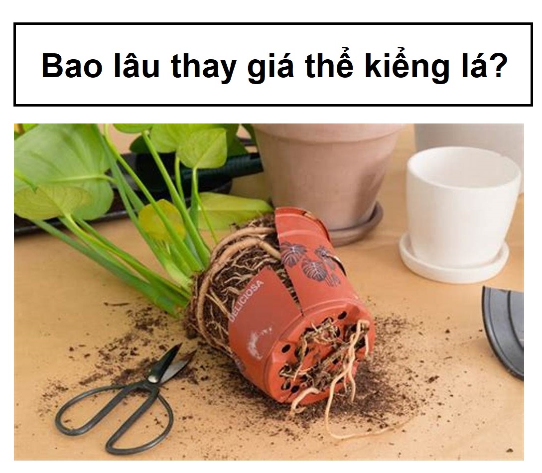 Bao lâu thì thay giá thể cho kiểng lá?