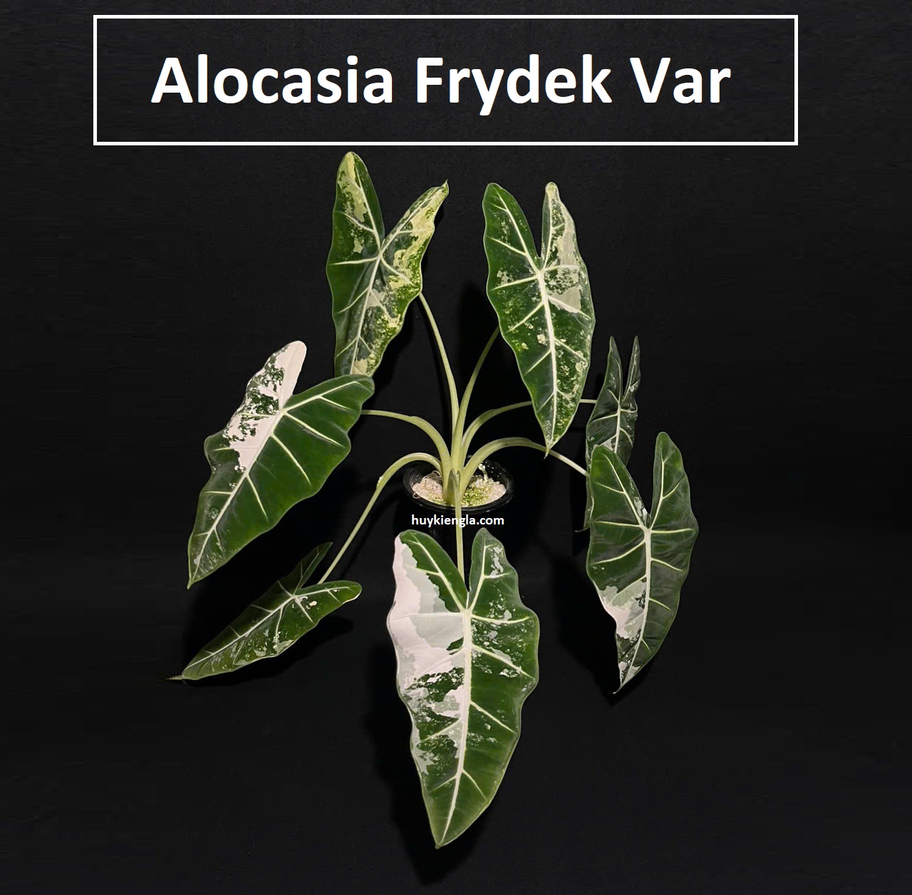 Alocasia Frydek Var – Môn Nhung Đột Biến: Kiểng Lá Đẹp Nhưng Khó Tính