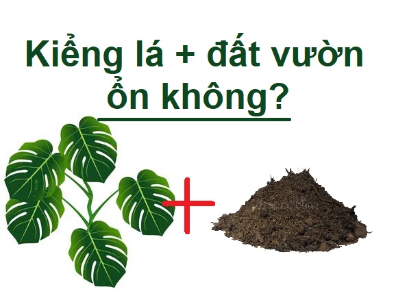 Trồng kiểng lá bằng đất trong vườn được không?