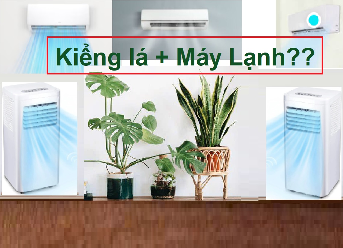 Cây Kiểng Lá Có Chịu Được Máy Lạnh Không?