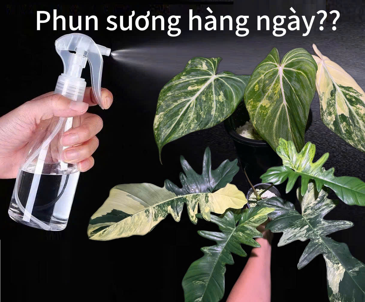 Kiểng Lá Có Cần Phun Sương Hàng Ngày Không?