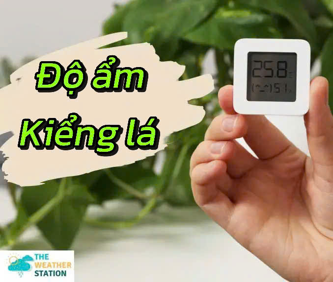 Độ ẩm bao nhiêu là lý tưởng cho kiểng lá?