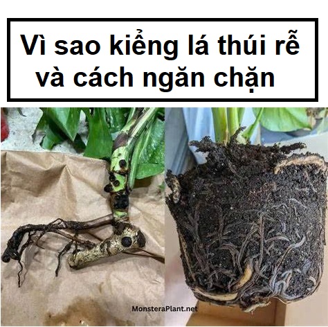 Làm sao để ngăn kiểng lá bị thối rễ?