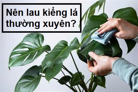 Có nên lau kiểng lá thường xuyên không?