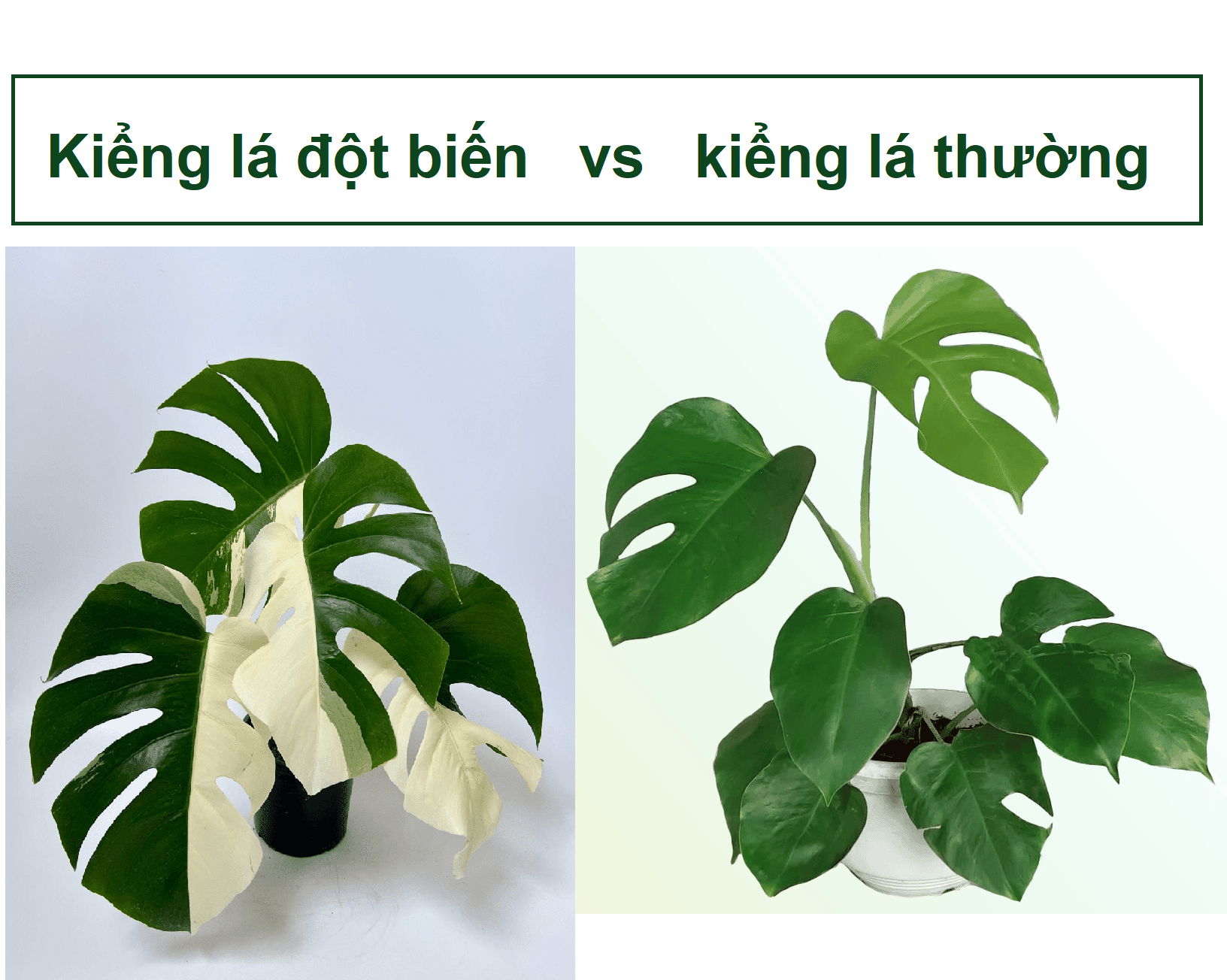 Kiểng lá đột biến có gì đặc biệt hơn kiểng lá thường?