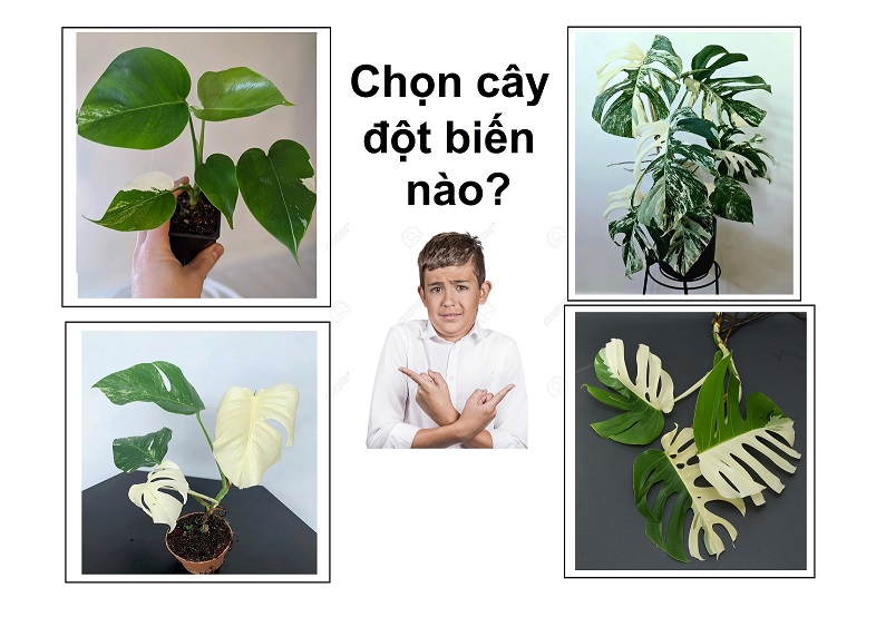 Làm sao chọn cây đột biến có bộ gen ổn định?