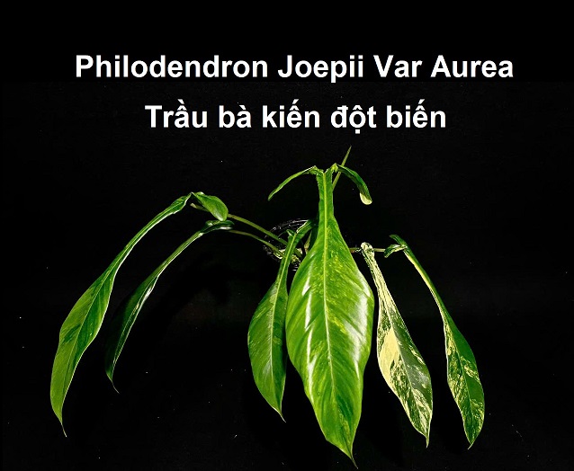 Philodendron Joepii Var Aurea – Trầu Bà Kiến Đột Biến Màu Vàng