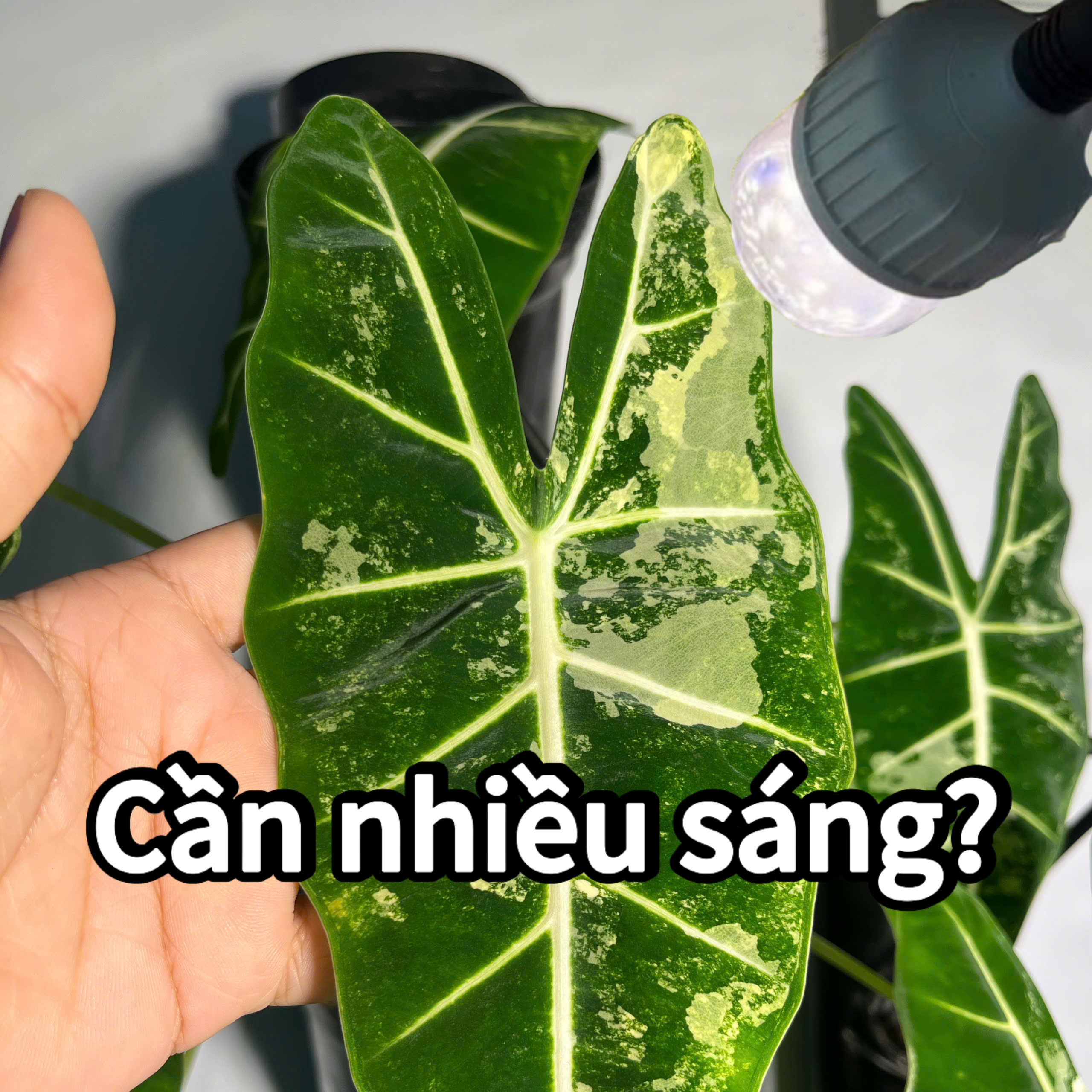 Tại sao kiểng lá đột biến cần nhiều ánh sáng hơn kiểng lá xanh?