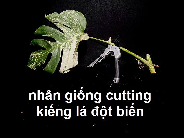 Nhân giống cutting kiểng lá đột biến cần lưu ý điều gì?