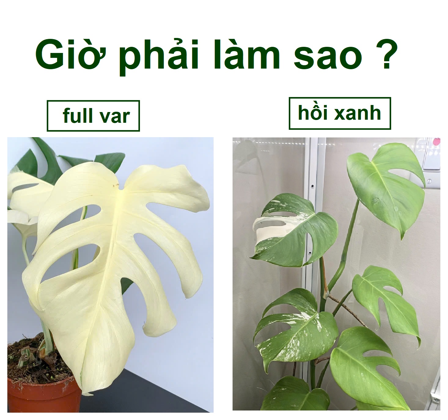  Nên Làm Gì Khi Kiểng Lá Bị Full Var Hoặc Full Xanh?