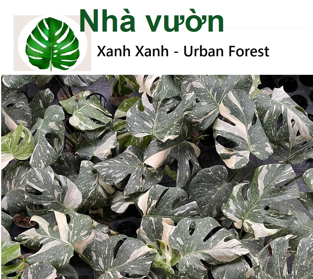 Những nhà vườn kiểng lá lớn ở Việt Nam: Xanh Xanh Urban Forest Những nhà vườn kiểng lá lớn ở Việt Nam: Xanh Xanh Urban Forest