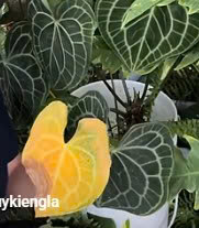 Vàng lá anthurium - part 1