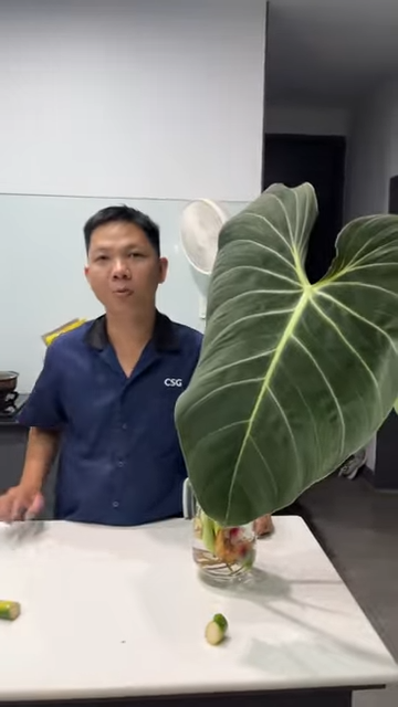Cách Huy cắt ngọn kiểng lá decor trong nhà