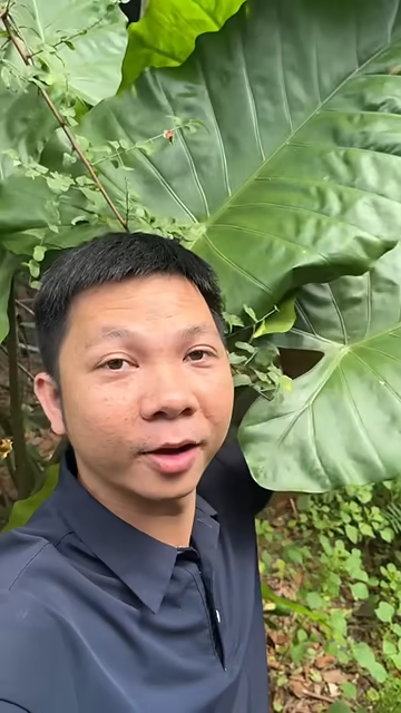 Quả của cây ráy này nó ra sao???