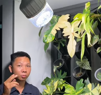 2 loại đèn quang hợp trồng cây trong nhà Huy đang dùng