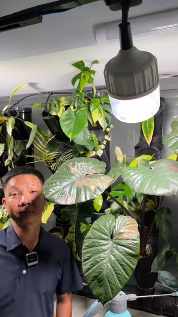 1 hiểu lầm của Huy khi mới trồng kiểng lá bằng đèn quang hợp