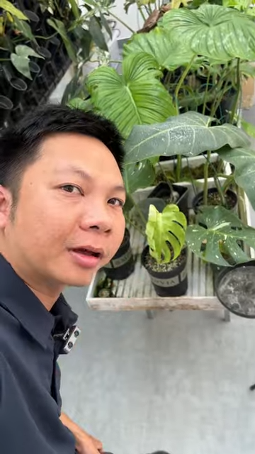 Tật xấu của người mới tập chơi kiểng lá