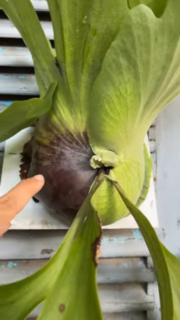Nhận biết cây Ổ rồng cora bị úng do thừa nước