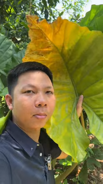 kiểng lá hết nhện đỏ trong tự nhiên như thế nào?