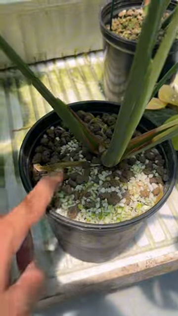 Trồng kiểng lá Monstera bằng giá thể pumice - perlite