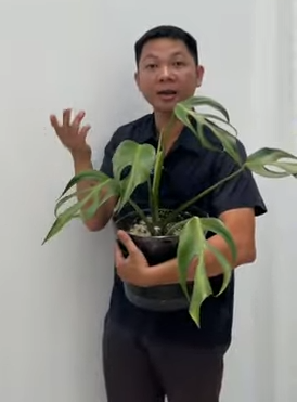 Giới thiệu loài cây Monstera F8 (Monstera Burle Marx Flame)