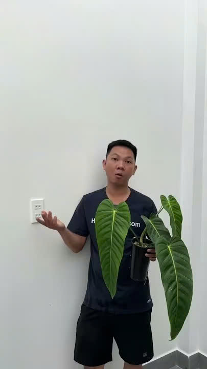 Philodendron Esmeraldense - loài cây đẹp nhưng lâu lớn