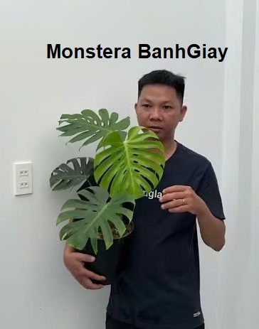 Monstera BanhGiay - Loài Monstera có chiếc lá tròn xoe như cái Bánh Giầy Việt Nam