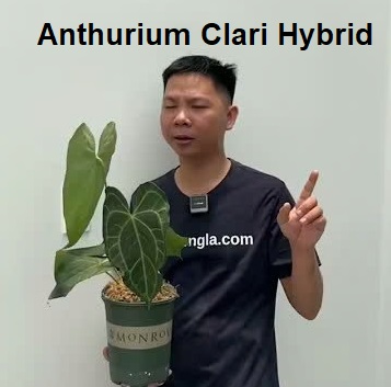 Cách Huy giữ ẩm cho bộ rễ anthurium 