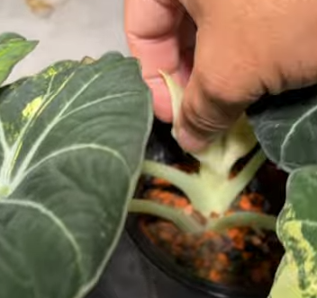 Alocasia ra hoa thì nên làm gì?
